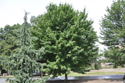 Acer rubrum 'Brandywine' — photo 3